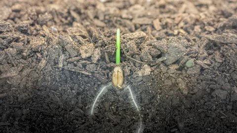 4k Timelapse video of a grain seed growing from soil, underground and overground view, 4k video at 29.97 fps/Wheat plant growing from soil 