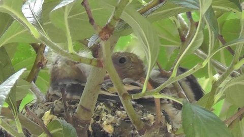 Goldfinch chicks are moving around in the nest with their beaks open 