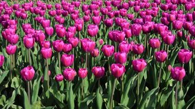 Charming purple tulips middle of the field in the Netherlands, close up. Full HD video (High Definition).