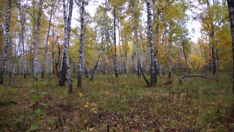 Autumn birch forest, panorama