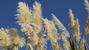 White pampa grass inflorescences devorative grass in front of sun 4K 2160p 30fps UltraHD video - Cortaderia selloana flowering and decorative plants slow moving on the wind 4K 3840X2160 UHD footage