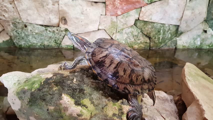 Turtle in captivity sitting on a rock
