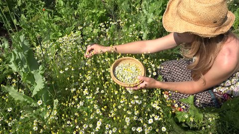 Female woman with wicker hat pick camomile herbal flower blooms to wooden dish in summer garden. Alternative medicine. Herbalist girl. Zoom in shot. 4K