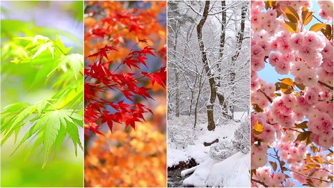 4 seasons nature collage. Several footage at different time of the year. Planet Earth life cycle concept. 