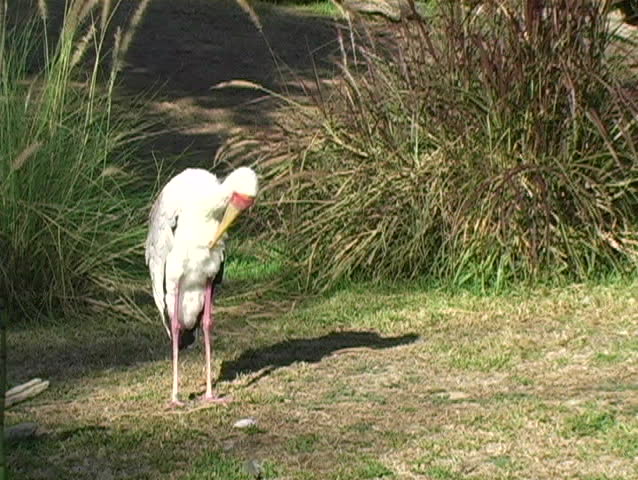 A stork preening itself before making a delivering.