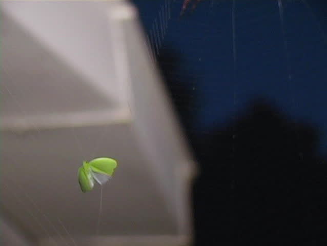 A giant spider catches a green moth in it's web.