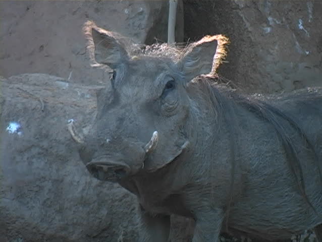 A Warthog stares at the camera preparing to attack.