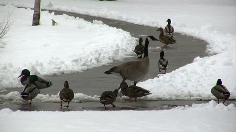 Ducks walk on a frozen, snow-banked stream in winter.