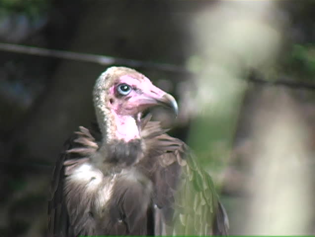 A vulture staring into the sun.