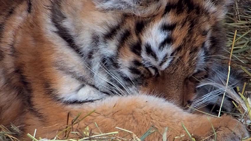 Sleepy Siberian tiger cub