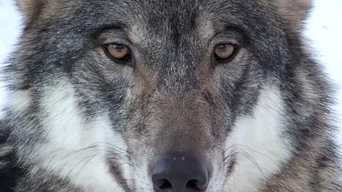 gray wolf face staring into camera