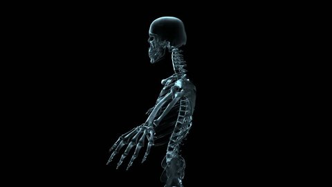 Transparent Blue Rotating Xray Skeleton Torso Stock Footage Video (100% ...