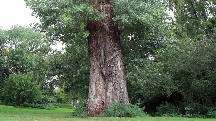 Funny Big Tree Face Smile Eyes Stock Footage Video (100% Royalty-free ...