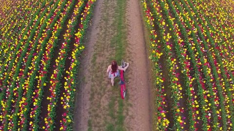 Aerial, overhead view of girl walking with a vintage bicycle in a field of tulip flowers in bloom - Βίντεο στοκ