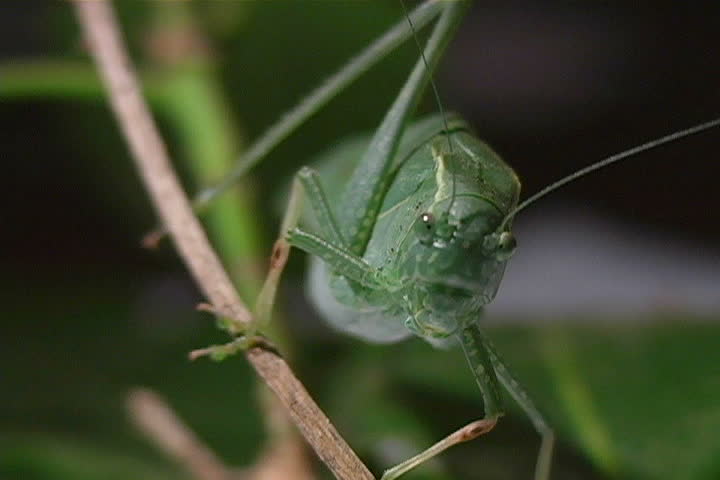 Close-up of a grasshopper staring into the camera.
