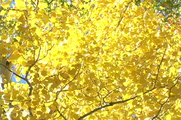 An Aspen tree displays it's vibrant yellow leafs in a breeze.