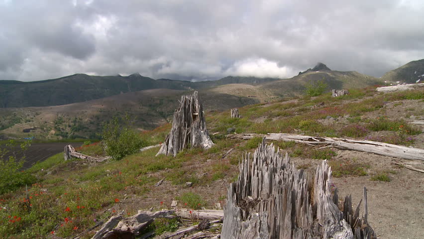 Forest damaged by Mt. St. Helens