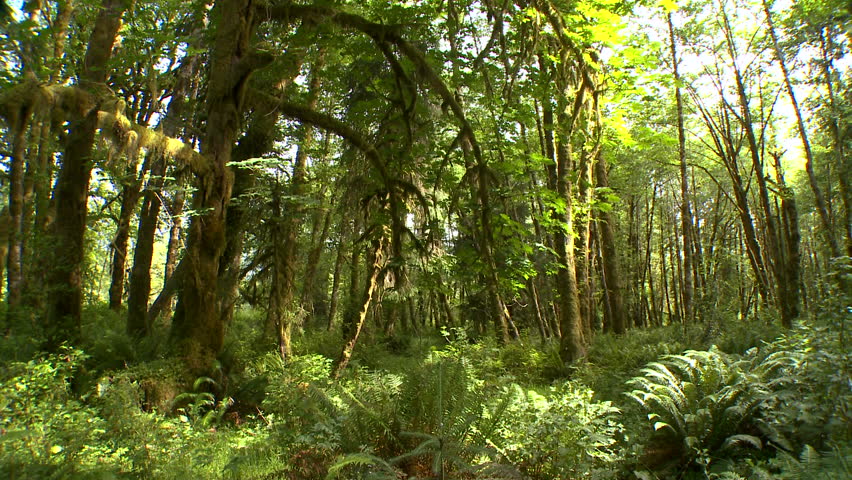 Pan of Rain Forest in Olympic National Park