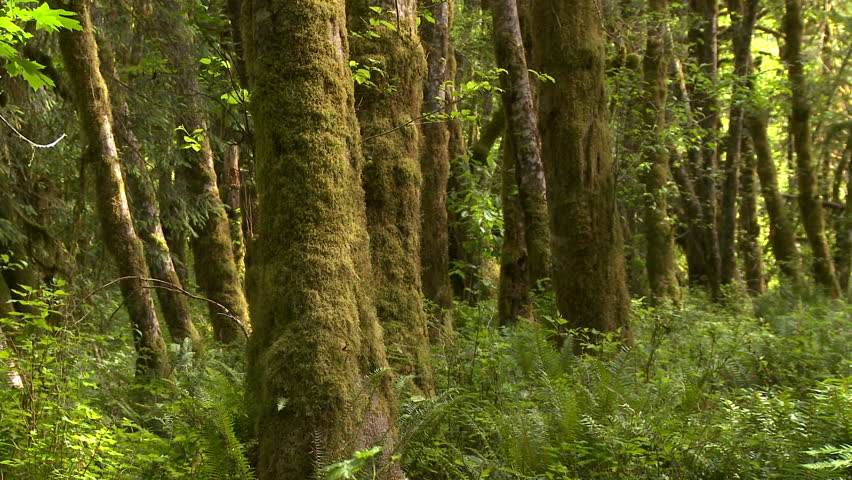 insects fly and the breeze blows through a lush rain forest in Olympic National