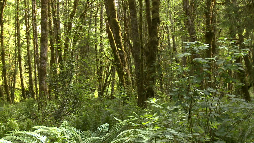 insects fly and the breeze blows through a lush rain forest in Olympic National
