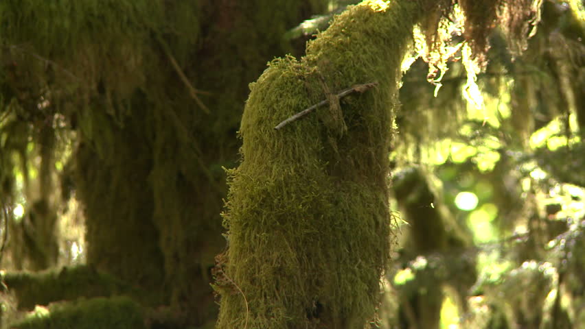 camera pans down branch covered in moss