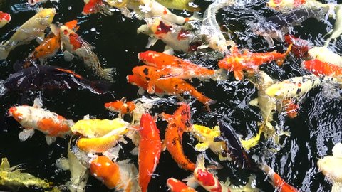 Koi fishes are swimming, pet fishes