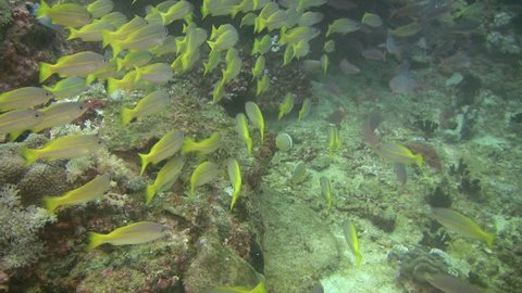 Yellowfin goatfish, Mulloidichthys vanicolensis on a coral reef in Philippines