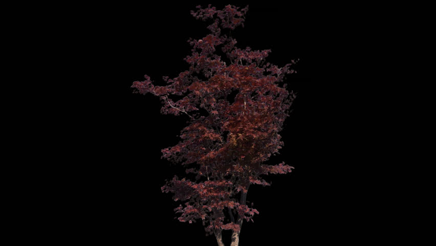 Isolated tree with alpha matte