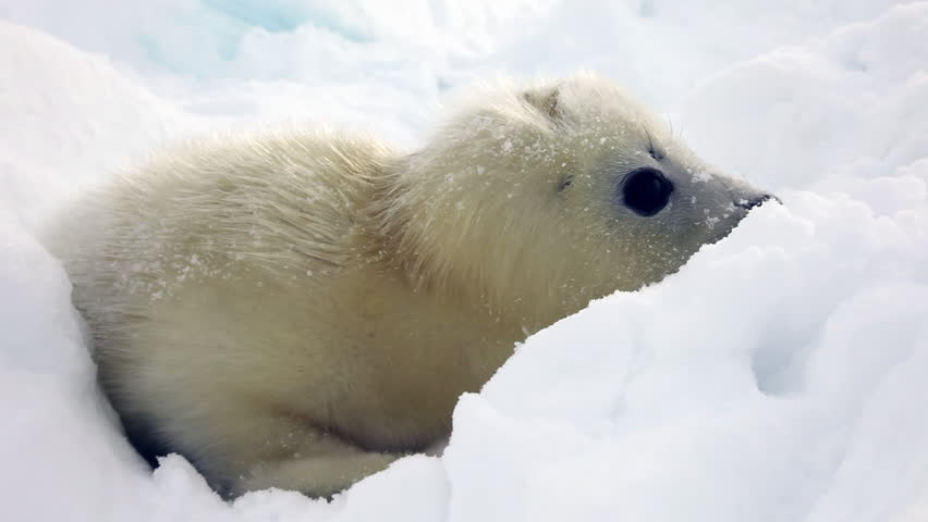 arctic fox heterochromia looks camera during Stock Footage Video (100%