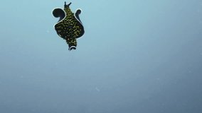 The Spanish dancer, scientific name hexabranchus sanguine is swimming in ocean