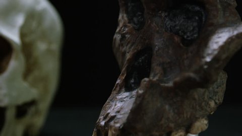 Caveman Skull - Australopithecus and Evolution