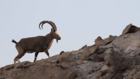 Ibex walking in the desert
Steady shot of Ibex passing the camera
