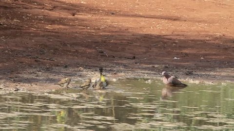 Yellow vented bulbul in the water
Yellow vented bulbul and pigeons in the water
