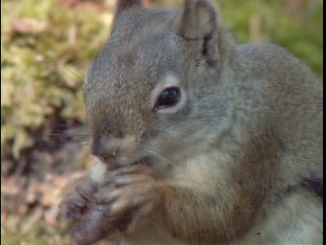 A squirrel eats a nut.