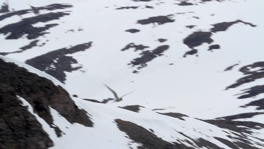Arctic tern flying
Arctic tern hovering in the snowy mountains
