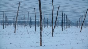 In this video, we can see hop yard poles during the winter in a nearby village. There is snow everywhere around.