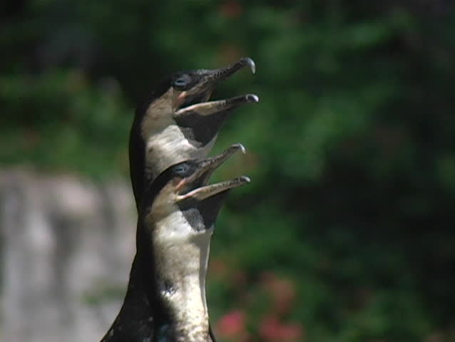A close-up of two cormorants ranting on a hot afternoon.