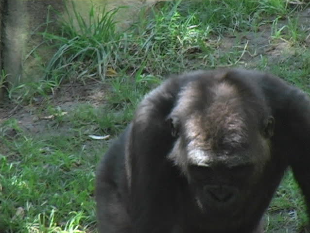A Low-land Gorilla foraging in a grassland.
