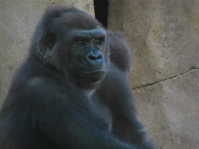 A Low-land Gorilla on the lookout as another gorilla appears.