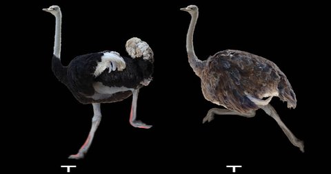 Ostrich running. Male and female. Isolated cyclical animation. Alpha channel.