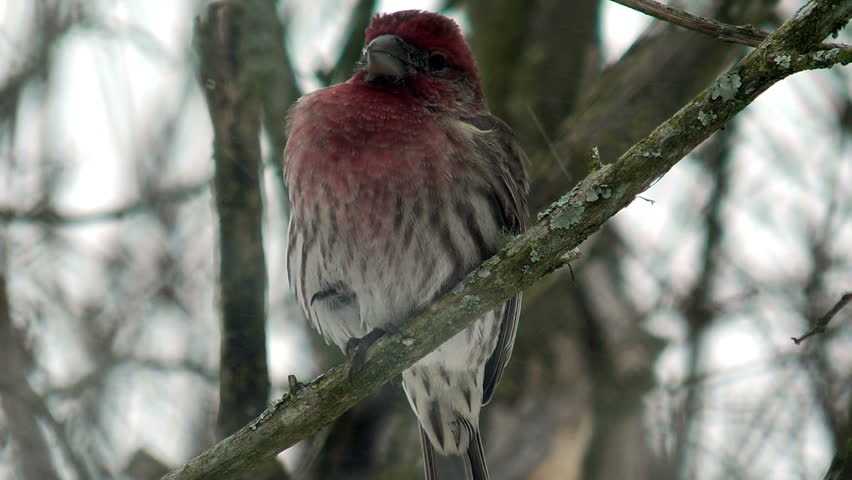 A beautiful male house finch braces himself against the icy winds and the pelting sleet from a winter storm