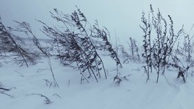 Dry grass sagebrush under wind and drifting snow in winter time in Siberia
