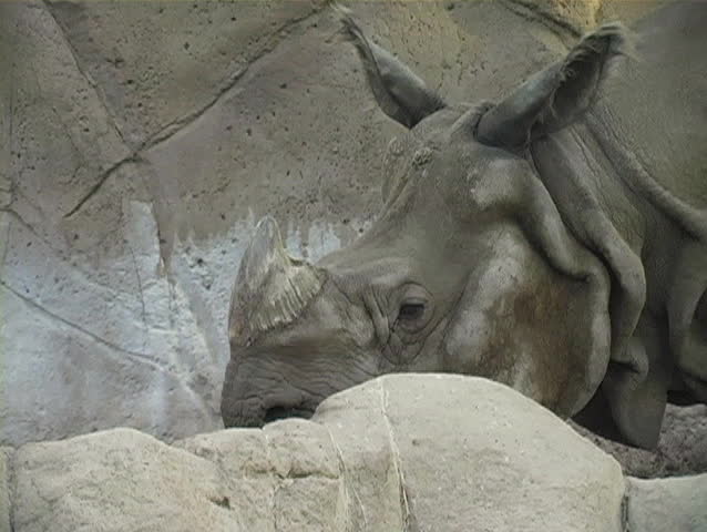 A view of a rhinoceros' head.