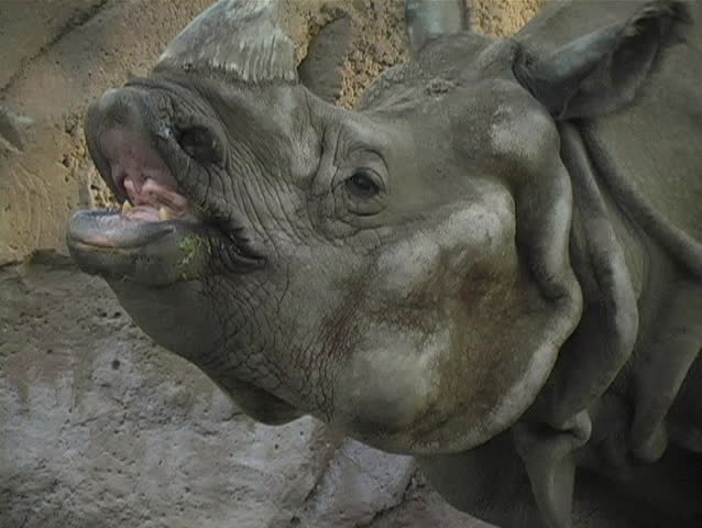 A rhino puckering up for a kiss.
