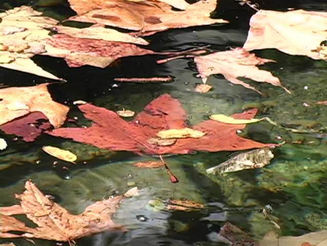 A close-up view of leaves floating in a clean natural pool.