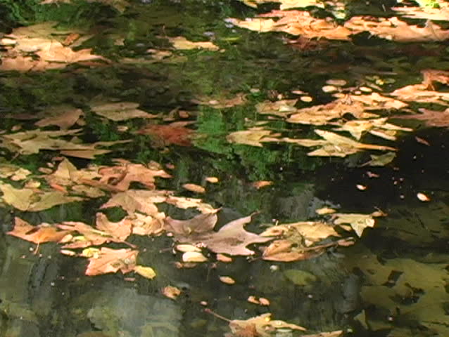 A wide view of leaves floating in a clean natural pool.
