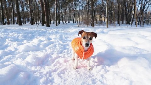 Adorable active puppy Jack Russell terrier playing in winter sunny park. Cool weekend walking. DLSR camera video footage
