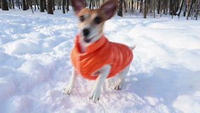 Cute dog Jack Russell terrier in the orange jacket in the winter snow park barking and looking to the side. DLSR camera video footage