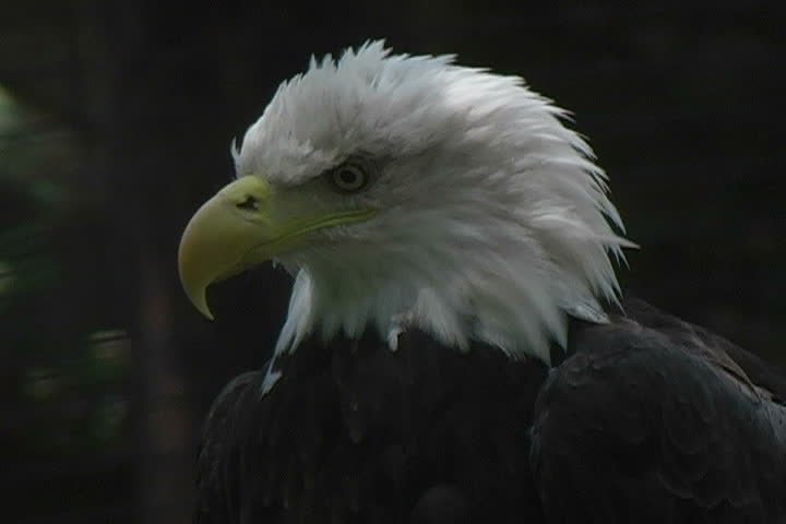 Close-up view of a Bald Eagle.
