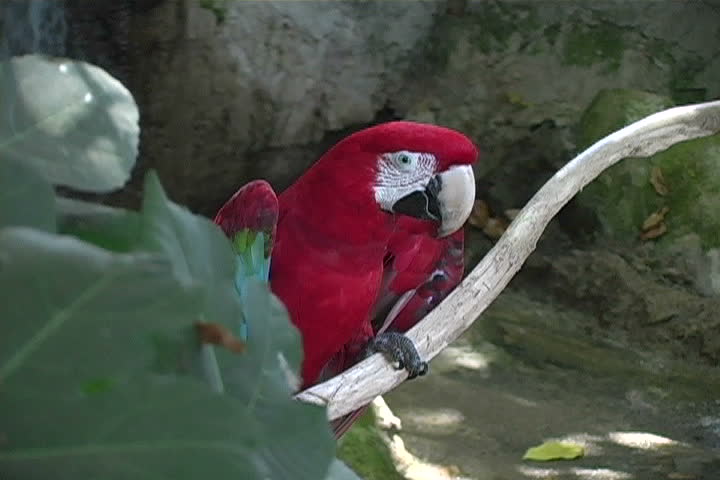 A parrot 